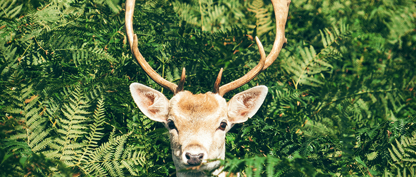 Deer with green ferns
