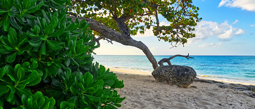 Island Trees and Blue Water