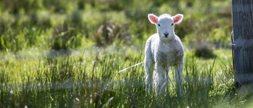 Little White Lamb