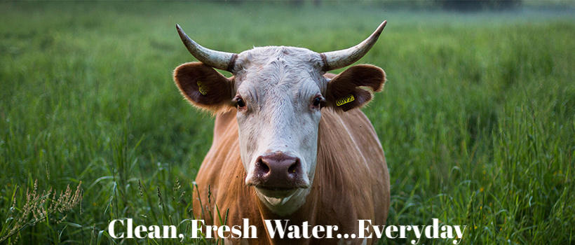 Cow with Green grass Fresh Clean Water